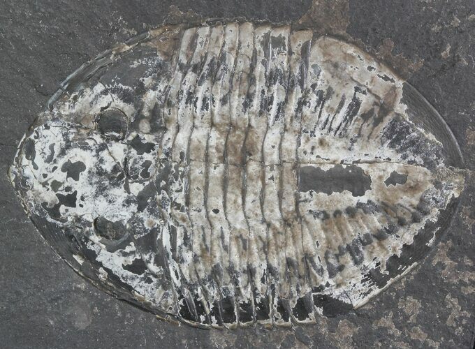 Pseudogygites Trilobite - Ontario #42796